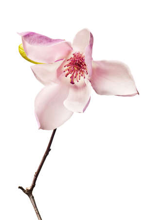 Magnolia Jane Blossoms in pink and whiteの写真素材
