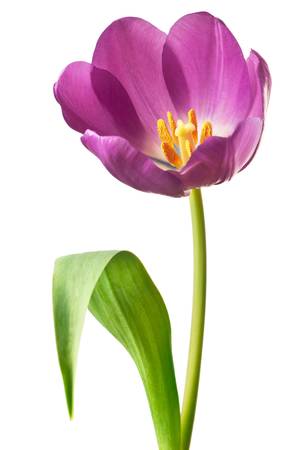 spring tulips flower isolated on white backgroundの写真素材