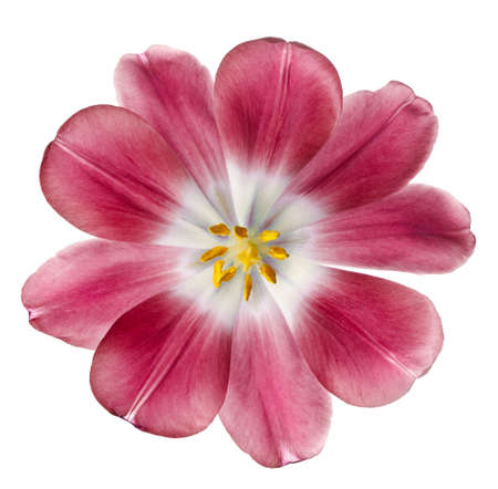 red tulip isolated on white backgroundの写真素材