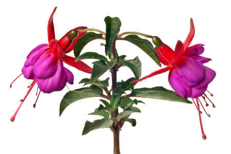 fuschia isolated on a pure white backgroundの写真素材