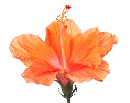 hibiscus flower isolated on a pure white backgroundの写真素材