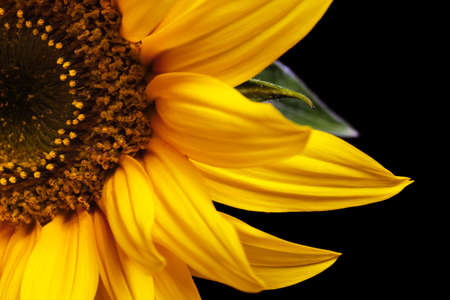sunflower isolated on a pure black backgroundの写真素材
