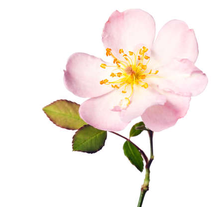 pink garden rose isolated on a pure white backgroundの写真素材