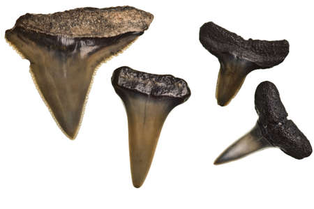 fossilized shark teeth isolated on a pure white backgroundの写真素材