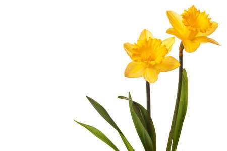 yellow daffodil isolated on a white backgroundの写真素材