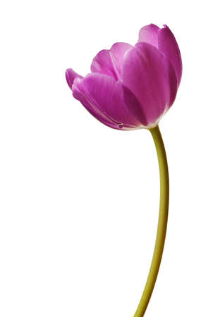 spring tulips flower isolated on white backgroundの写真素材