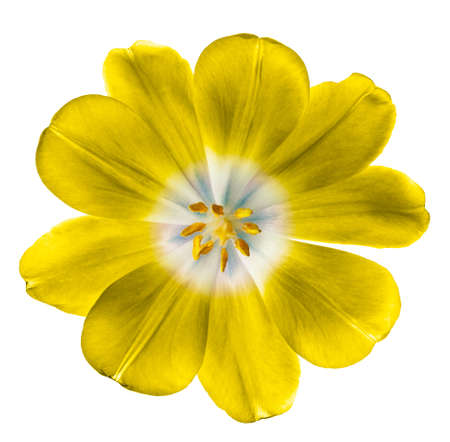 yellow tulip isolated on white backgroundの写真素材