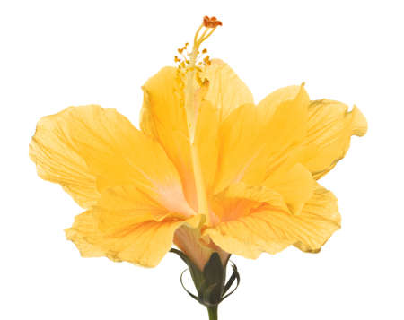 hibiscus flower isolated on a pure white backgroundの写真素材