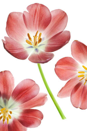 tulip isolated on white backgroundの写真素材