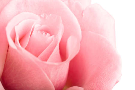 pink rose closeup isolated on white backgroundの写真素材