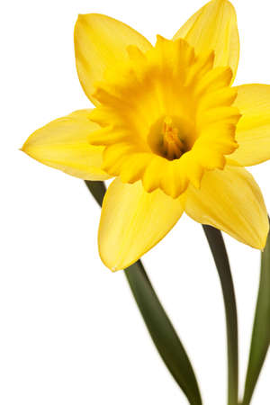 yellow daffodil isolated on a white backgroundの写真素材