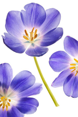 tulip isolated on white backgroundの写真素材