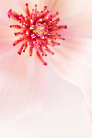 pink magnolia background with selective focus on stamenの写真素材