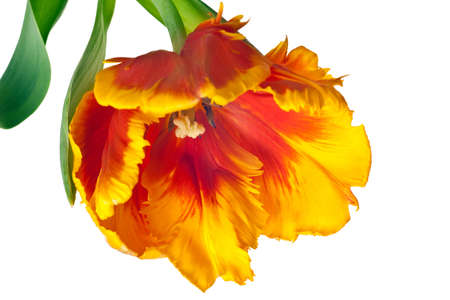 spring tulips flower isolated on white backgroundの写真素材