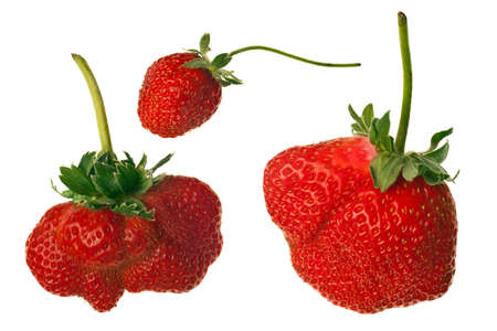 ripe red strawberries with stems and leaves isolated on white backgroundの写真素材