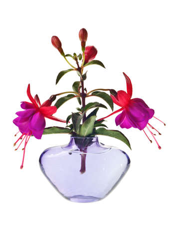 fuschia isolated on a pure white backgroundの写真素材