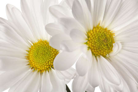 daisy isolated on a pure white backgroundの写真素材