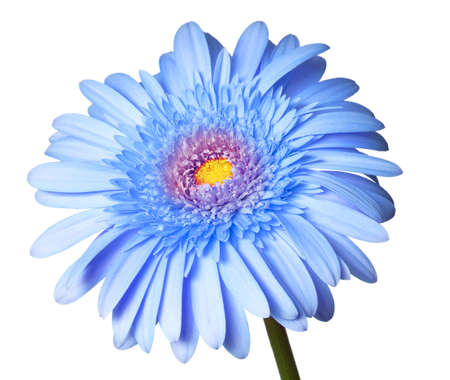 pink daisy isolated on a pure white backgroundの写真素材