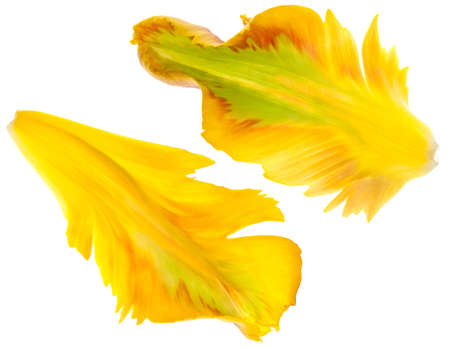 yellow tulip petals isolated on white backgroundの写真素材