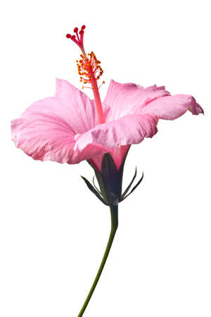 Pink hibiscus isolated on white background.  Clean pure white background- no grey!の写真素材
