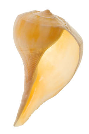 Seashell isolated on white backgroundの写真素材