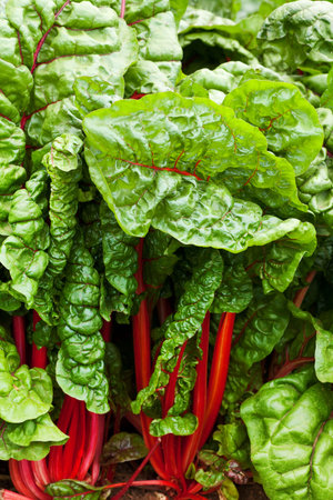 background of green leafy kale in the garden