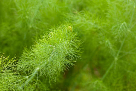 green background of dill in the gardenの写真素材