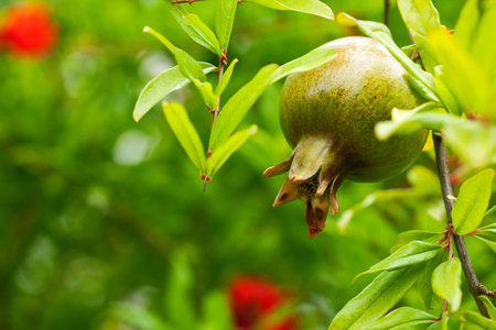 pomegranate tree with green leafy background
