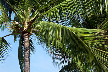 Hawaiian palm trees shot from below on a sunny dayの写真素材
