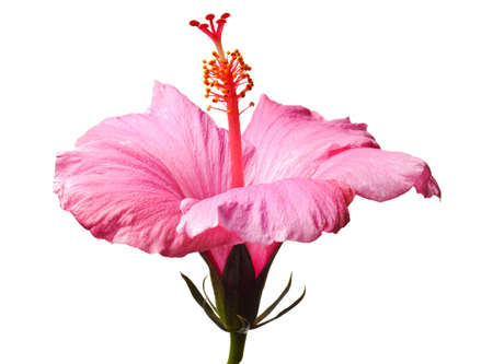 Pink hibiscus isolated on white background.  Clean pure white background- no grey!の写真素材