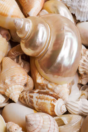 Seashell Background in High Key Tonesの写真素材