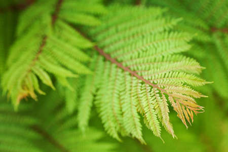 green leaf background with selective focusの写真素材