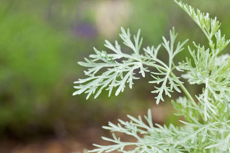 green leaf background with selective focusの写真素材