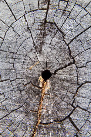 palm tree bark with knot holes backgroundの写真素材