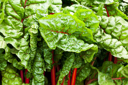 background of green leafy kale in the gardenの写真素材