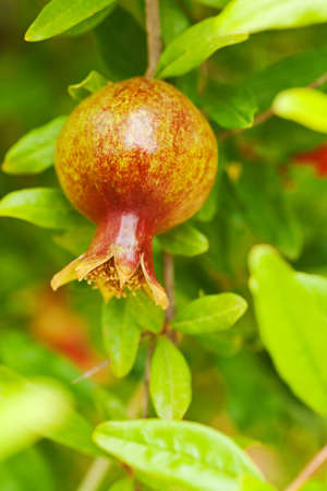 pomegranate tree with green leafy backgroundの写真素材