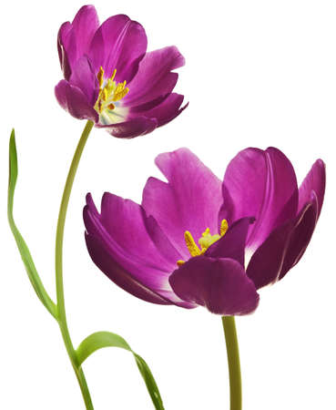 spring tulips flower isolated on white backgroundの写真素材