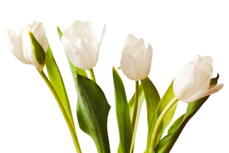 spring tulips flower isolated on white backgroundの写真素材