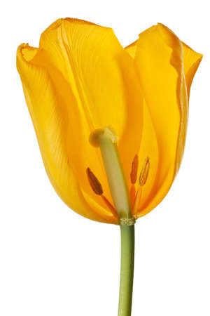 yellow tulip isolated on white backgroundの写真素材