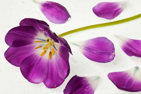 purple tulip isolated on white backgroundの写真素材