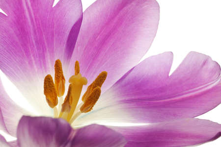 purple tulip isolated on white backgroundの写真素材