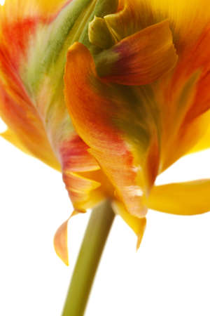 yellow tulip isolated on white backgroundの写真素材