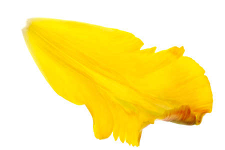 yellow tulip petals isolated on white backgroundの写真素材