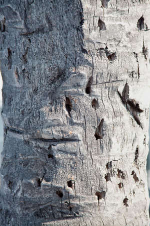 palm tree bark with knot holes backgroundの写真素材