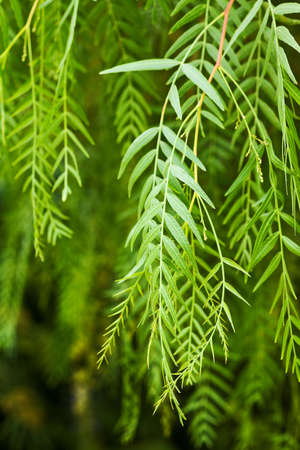 green leaf background with selective focusの写真素材