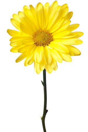 yellow daisy isolated on a white backgroundの写真素材