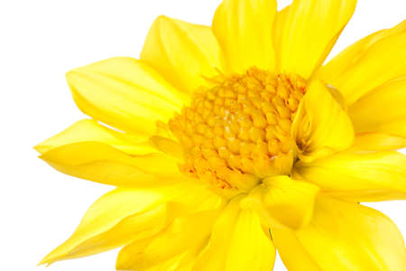 dahlia isolated on a pure white backgroundの写真素材
