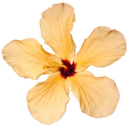 hibiscus flower isolated on a pure white backgroundの写真素材