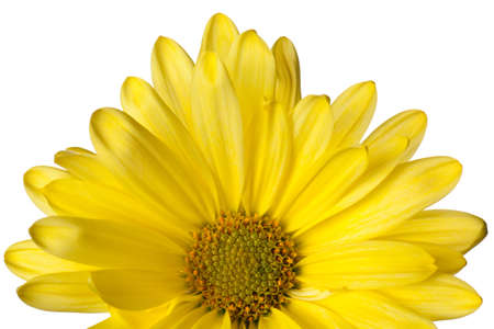 yellow daisy isolated on a white backgroundの写真素材