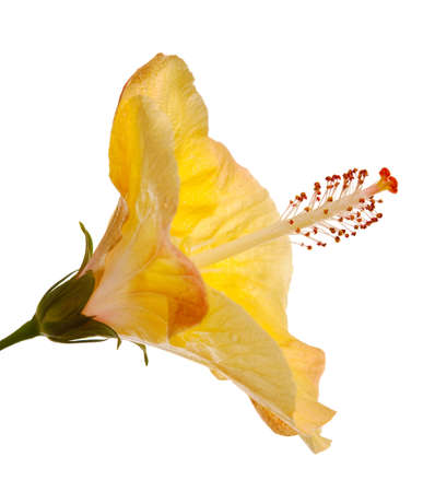 hibiscus flower isolated on a pure white backgroundの写真素材